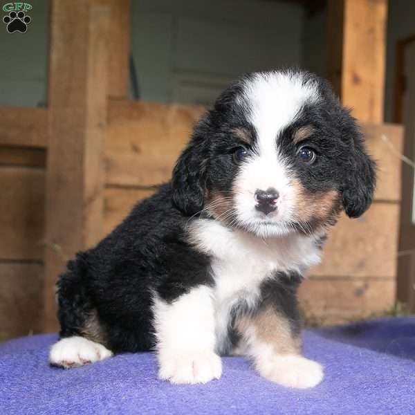 Snoopy, Bernedoodle Puppy